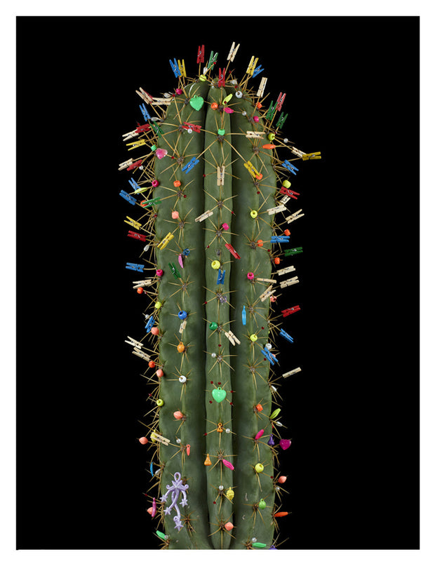 ARNO BANI  - “Navidad”, Cactus Story, 2017