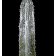 ARNO BANI - “Disco”, Cactus Party, 2017