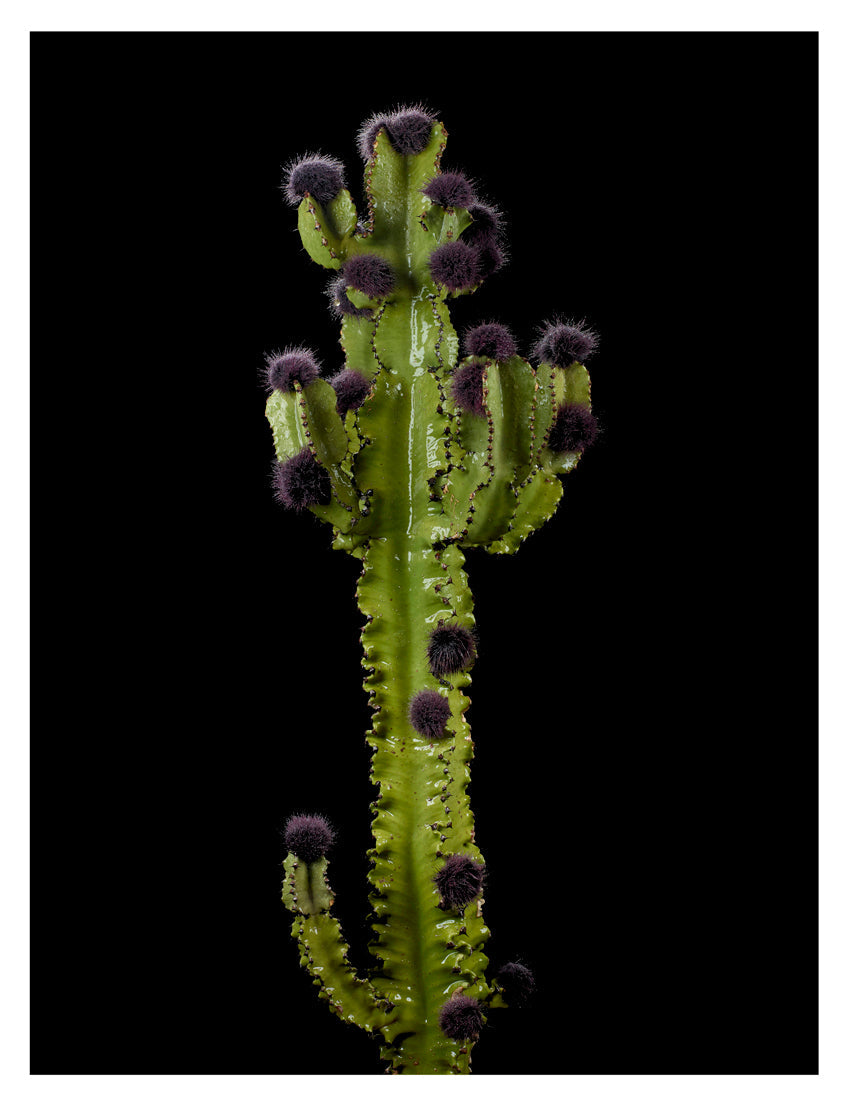 ARNO BANI  - “Couture”, Cactus Party, 2017
