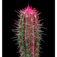 ARNO BANI - “Pink”, Cactus Story, 2017