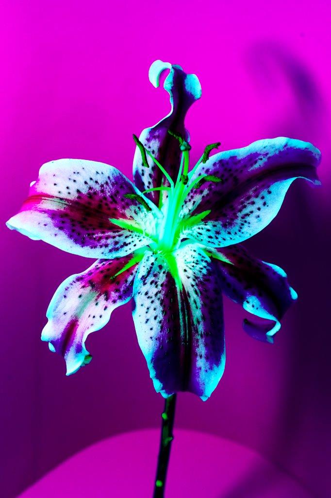MICHEL HADDI - Flowers Purple