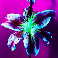 MICHEL HADDI - Flowers Purple