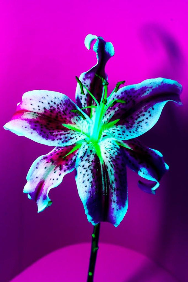 MICHEL HADDI - Flowers Purple
