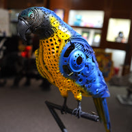 ARUN - Parrot