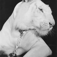 MICHEL HADDI - Tiger, Cesar Palace, Las Vegas