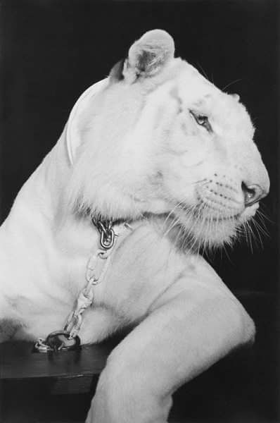 MICHEL HADDI - Tiger, Cesar Palace, Las Vegas