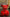 NAOR - 35 cm Sup & LV Tribute, Red Teddy