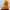NAOR - 40cm H Tribute, Orange Teddy Bear