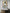 RACHEL BERGERET - Baby Doll 2025 - CH Tribute 1