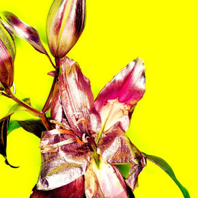 MICHEL HADDI - Flowers Yellow