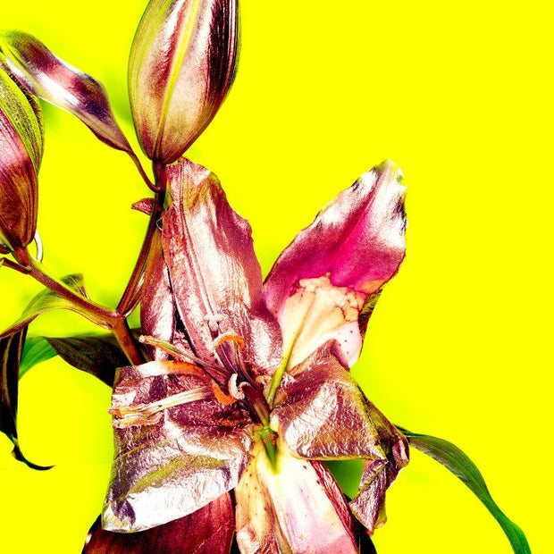 MICHEL HADDI - Flowers Yellow