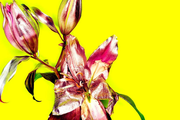MICHEL HADDI - Flowers Yellow