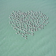 MAT BEETSON - Pelican Heart, Australia 2018