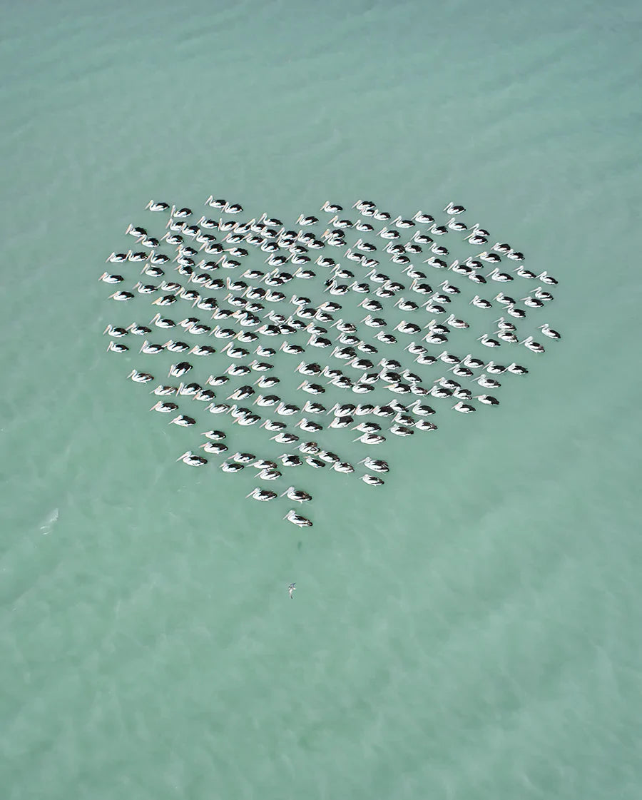MAT BEETSON - Pelican Heart, Australia 2018
