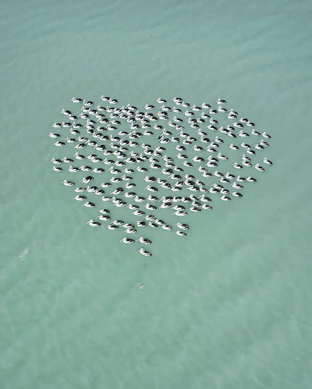 MAT BEETSON - Pelican Heart, Australia 2018