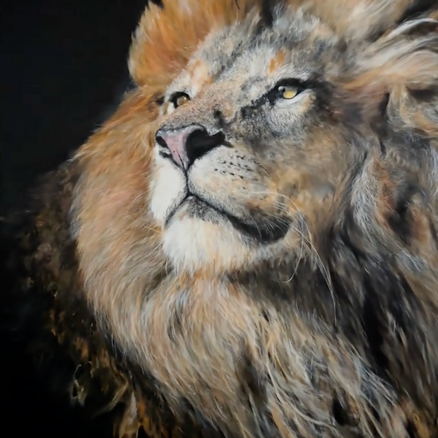 YUAN HENRY - Lion