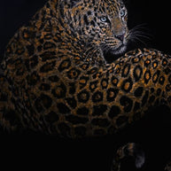 YUAN HENRY - Silent Sovereign Leopard