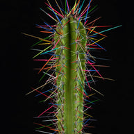ARNO BANI - “Punk”, Cactus Story, 2017