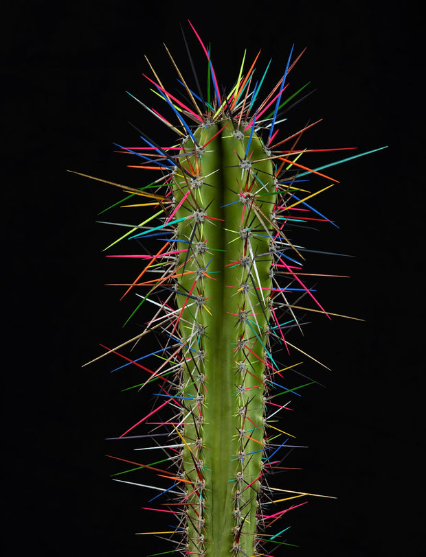 ARNO BANI - “Punk”, Cactus Story, 2017