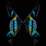 GIULIANO BEKOR - Butterfly or Breast