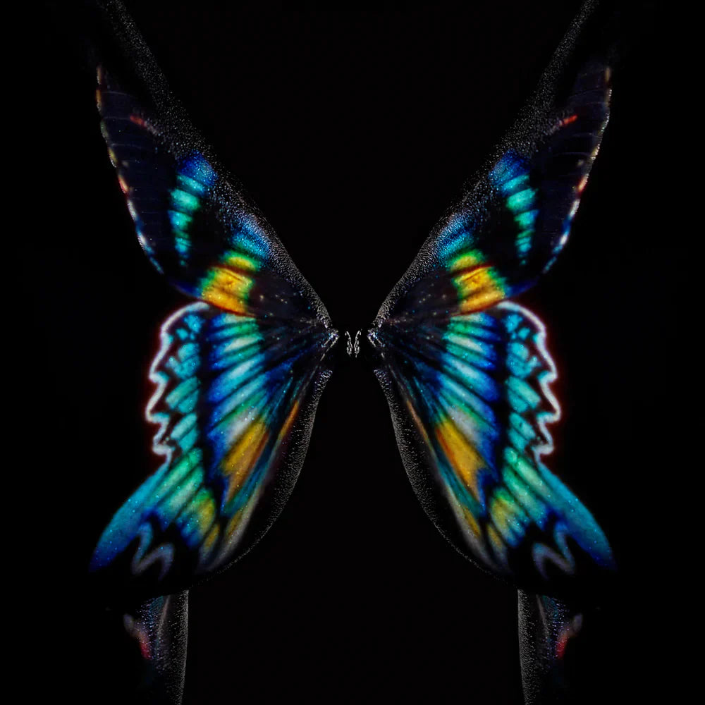 GIULIANO BEKOR - Butterfly or Breast