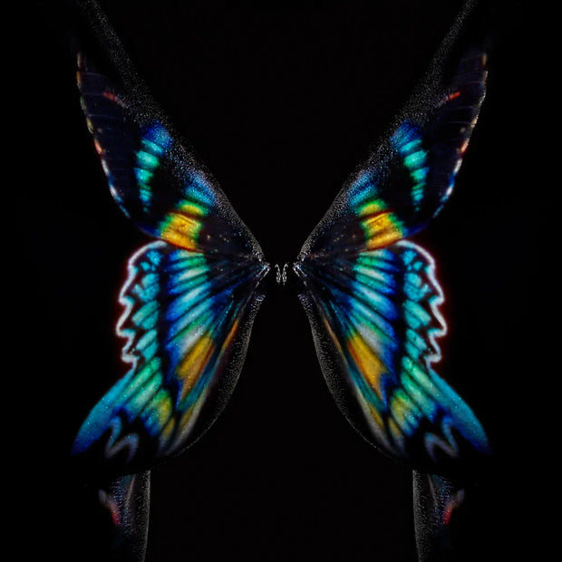 GIULIANO BEKOR - Butterfly or Breast